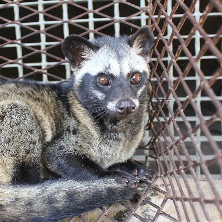 レオナルド・ディカプリオさんのインスタグラム写真 - (レオナルド・ディカプリオInstagram)「From @thewcs: Live animal markets around the world that trade in wildlife provide the ideal conditions for new viruses to emerge. In the wake of the #Wuhan #coronavirus, we must close them. A large and growing number of people in China agree. Read more by clicking the link in @thewcs bio. Pictured: a civet in Vietnam. #WuhanFlu #WuhanCoronavirus #takeaction #globalhealth #vietnam #china #asia #civet #health #flu」2月5日 3時07分 - leonardodicaprio