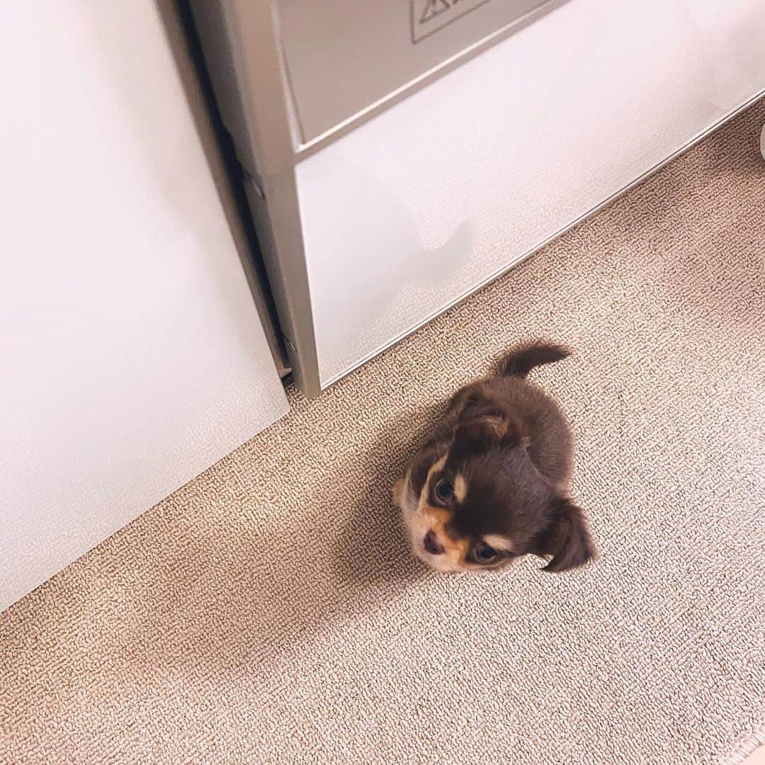 のインスタグラム：「Patiently waiting for my food... ご飯ちょーだい❤️の顔😋 まだまだ赤ちゃんだからご飯はふやかして食べてます🍼 #チワワ #チョコタン #2ヶ月半」
