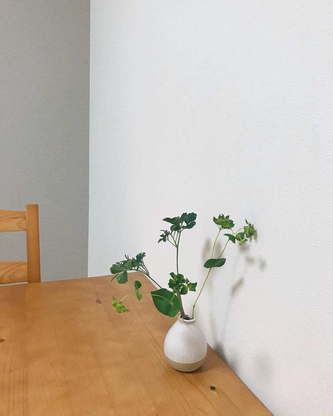 菜香さんのインスタグラム写真 - (菜香Instagram)「愛おしい子を買いました🌿🌿🌿 早くもっと暖かくならないかな🥺」2月4日 19時21分 - saika518