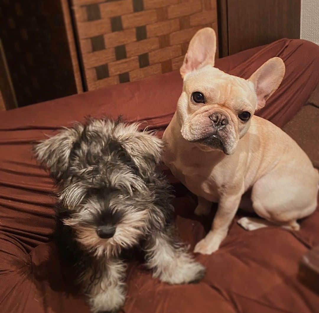 押尾学さんのインスタグラム写真 - (押尾学Instagram)「最近仲良しです🐶🐶🐶 #frenchbulldog #instadog #doglover  #instagood #miniatureschnauzer」2月4日 20時56分 - manabuoshio_official