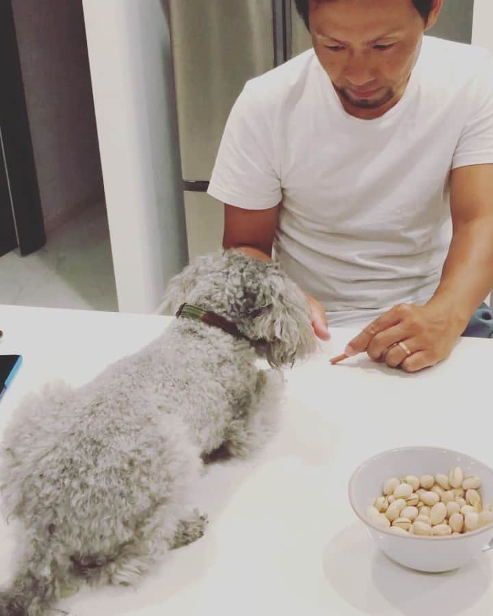 土井雪広のインスタグラム：「可愛い… ほんと可愛い🥰🥰🥰 #toypoodlelove #lovedogs🐶」