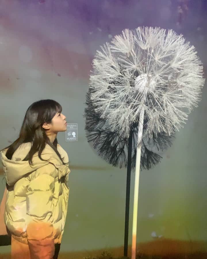 のインスタグラム：「* 日本一早いお花見に行きました🌸♡ たんぽぽの綿毛吹くと飛んでいくんだけど、 苦戦しました🧐笑 （成功してるのに気づいてない） 空間全部がお花のいい匂いに包まれて、 とっても癒されました🌼  #日本一早いお花見 #flowersbynaked #coredo室町」