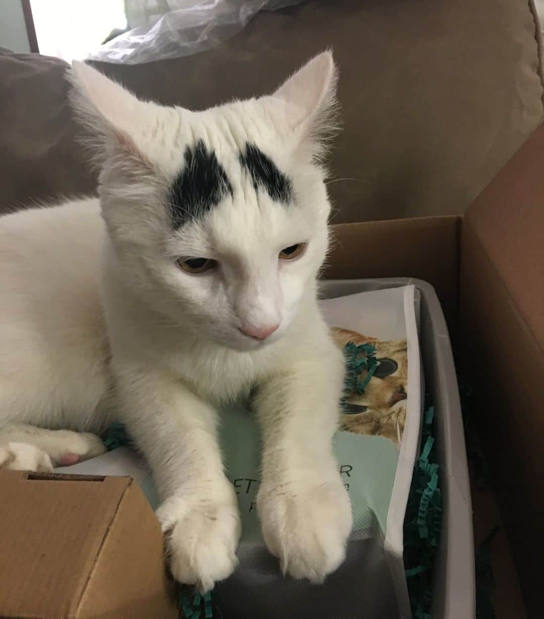 Samのインスタグラム：「I woke up like dis 💁‍♂️⁠ .⁠ .⁠ .⁠ .⁠ .⁠ .⁠ .⁠ .⁠ .⁠ .⁠ .⁠ .⁠ .⁠ .⁠ .⁠ .⁠ .⁠ .⁠ .⁠ .⁠ .⁠ #cute #messy #cats #catsofinstagram #eyebrows」