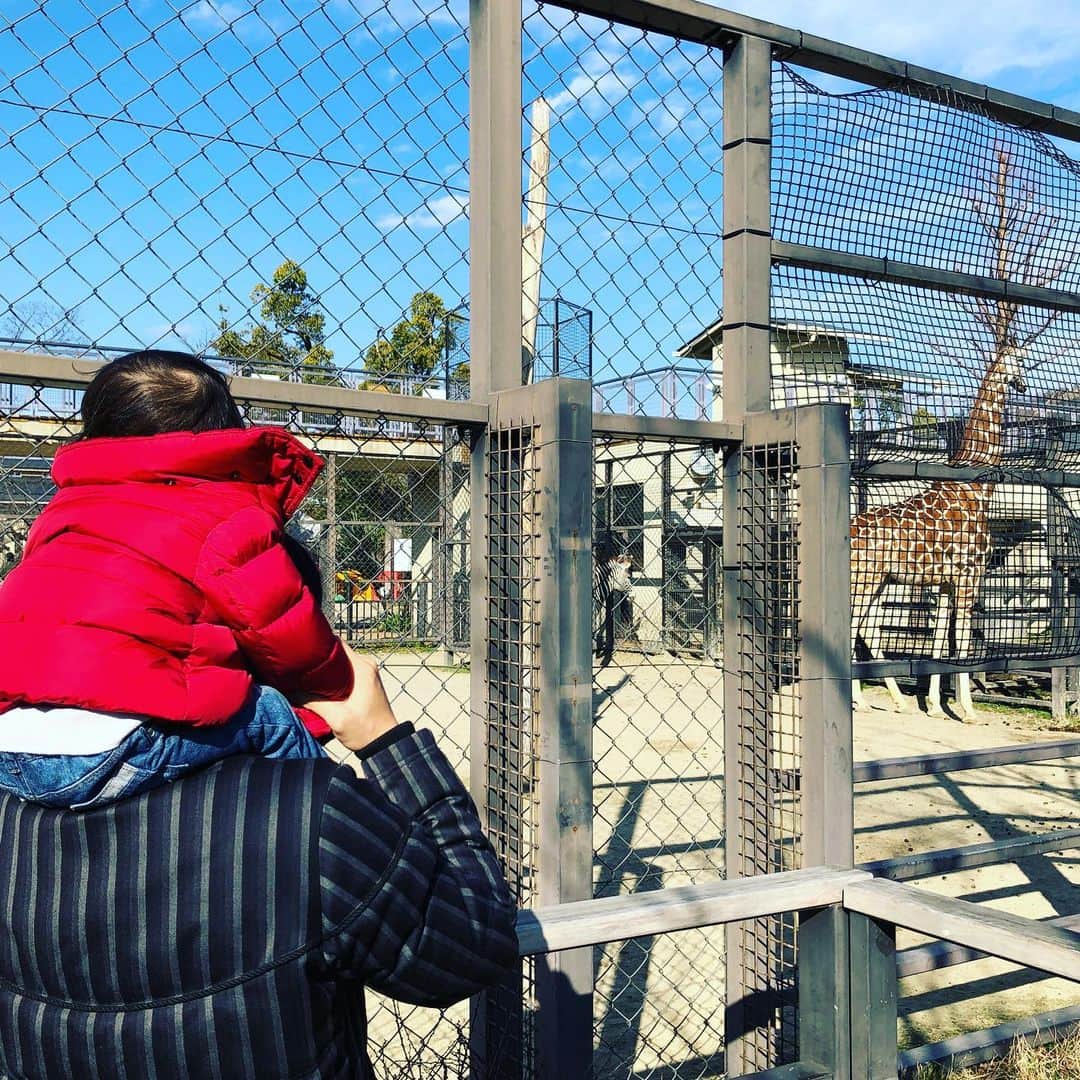 岡田優介さんのインスタグラム写真 - (岡田優介Instagram)「🦒🐘🦍 #京都のいいところ紹介 #京都市動物園 #zoo #kyotojapan #kyotocityzoo #そうだ京都行こう」2月4日 23時24分 - ysk_okada