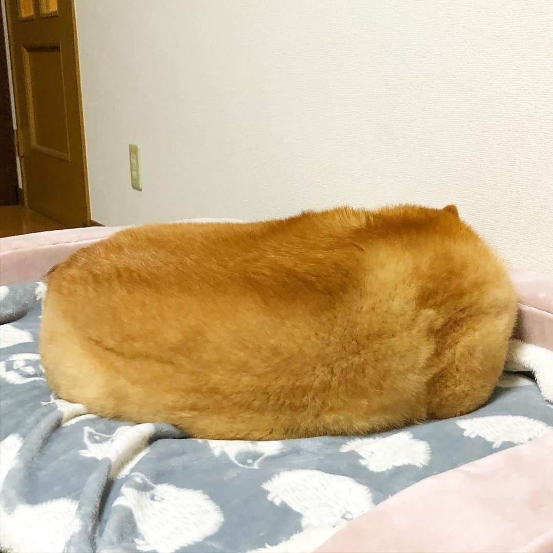 まる（まるたろう）さんのインスタグラム写真 - (まる（まるたろう）Instagram)「Don't eat this. ✨🐶🥖✨一応言っとくけどさ #食べれません #やめときな #口が毛だらけになるやつ #ジャンボいなり #でもない」2月5日 0時10分 - marutaro