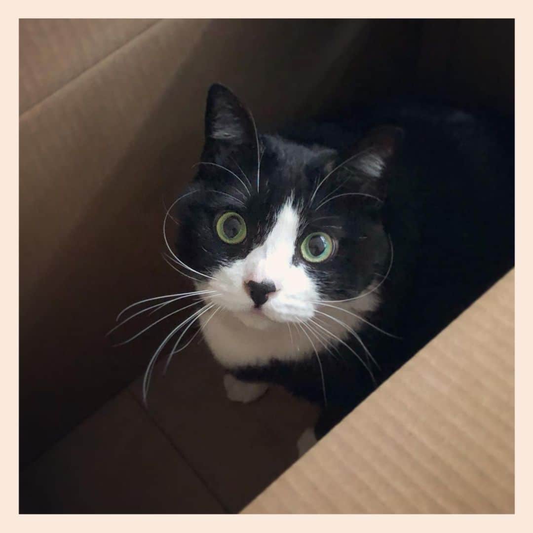 のインスタグラム：「#元保護猫 #ハチワレ #白黒猫 #blackandwhitecat #tuxedocat」