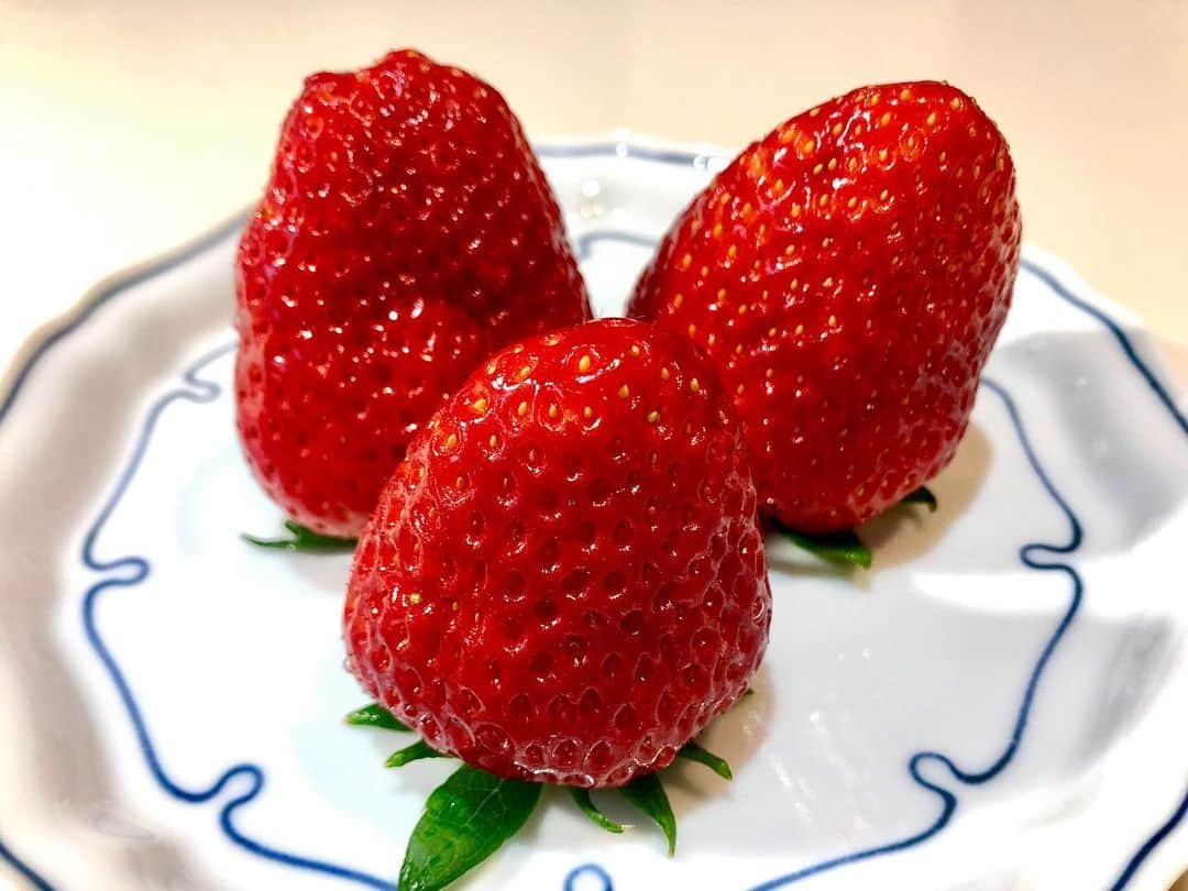 世良公則さんのインスタグラム写真 - (世良公則Instagram)「#世良公則 #masanorisera #japanesemusician #japaneseartist #food #strawberry #苺 #イチゴ #でかい #big #fruit #果実 #甘い #フレッシュ ☆☆☆☆☆☆ My high school classmate sent me delicious & BIG strawberries.  He was a member of the same band in my amateur days.  He became a strawberry producer after retiring from his job.  Looks like a lot of fun. ☆☆☆☆☆☆」2月5日 1時46分 - masanorisera