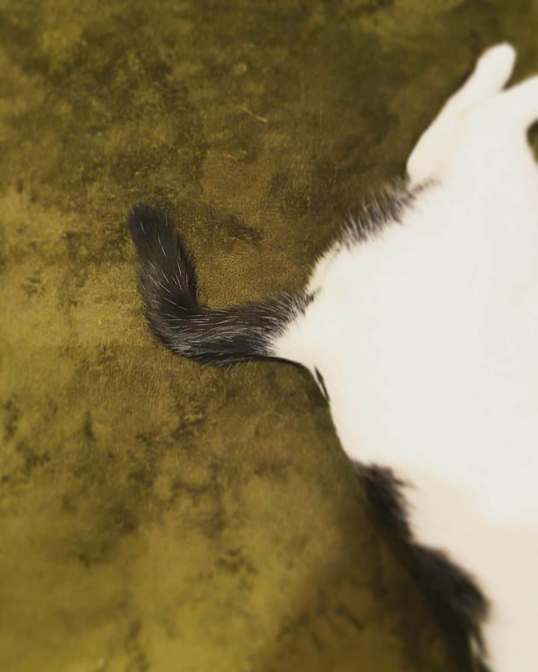 佐藤乃莉さんのインスタグラム写真 - (佐藤乃莉Instagram)「おすしの尻尾は良くクルクルになってるんだけど。たまに直角。  器用👀  #instacat #おすし#猫」2月5日 2時22分 - nori_sato_