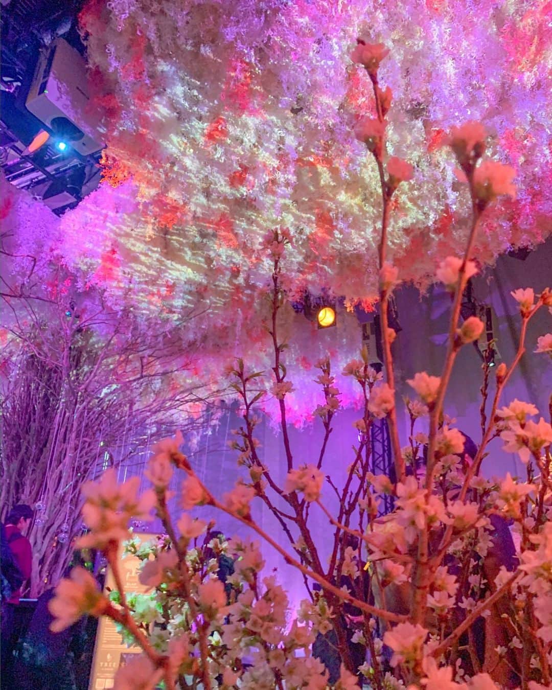 和希詩織さんのインスタグラム写真 - (和希詩織Instagram)「🌸🌸🌸 #flowersbynaked #japanart #flowerstagram . . . 癒しの香りの広がるお花の世界感 可愛すぎる💐 . . 「FLOWERS BY NAKED 2020 -桜-」🌸に和希姉妹で行って来たよ👭💕 . . 動画もあるから 複数枚見てね👉👉👉🎥 . . . FLOWERSの花監修しているフラワーデザイナーのMiwakoさんがプロデュースする商品「ROSETIQUEシリーズ」の紅茶も可愛くて📸🌸 . . デジタルアート展素敵だった👏 . . . . . . #フラワーズバイネイキッド #フラワーデザイナーMiwako #ROSETIQUE #ROSETIQUEシリーズ #国産ローズエキス #オーガニック#花のある暮らし #花スタグラム #フラワーシャワー #お出かけ#日本橋#アート」2月5日 12時00分 - kazukishiori