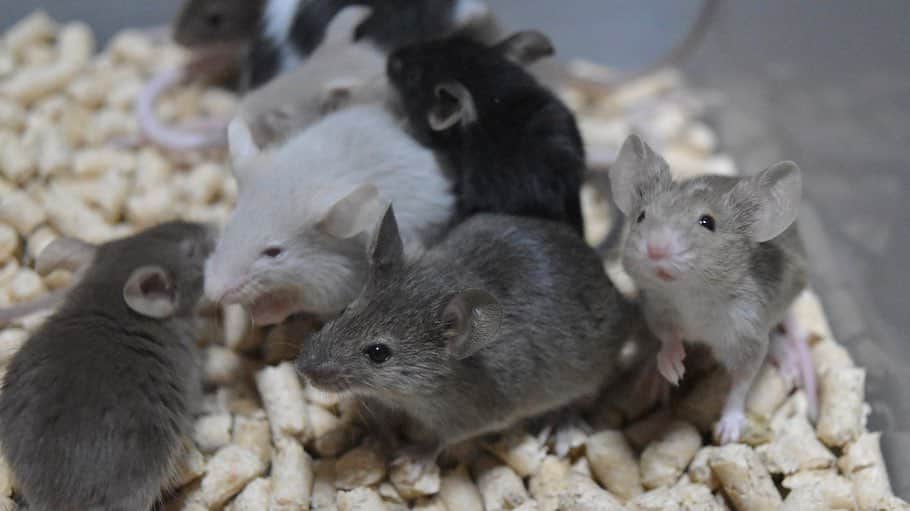 まっすーのインスタグラム：「#子ども達の成長 #マウス #ネズミ #ペット #動物 #かわいい #可愛い #animals #pets」