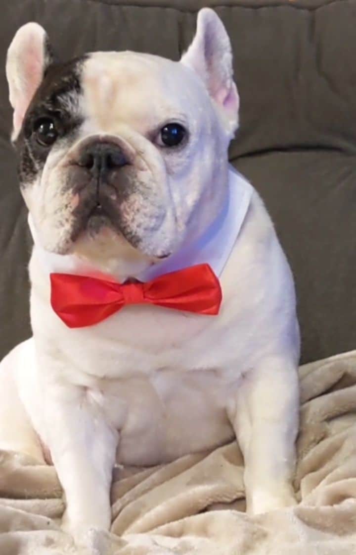 Manny The Frenchieのインスタグラム：「Gonna make this Valentine's Day extra special for my crush! ❣️ Shop these Valentine's Day picks and more at Wish: https://www.wish.com/j/mannyvday  Use promocode MANNYVDAY20 valid from 2/4-2/11!  #Wishfluencers #LoveisintheAir #WishShopping」