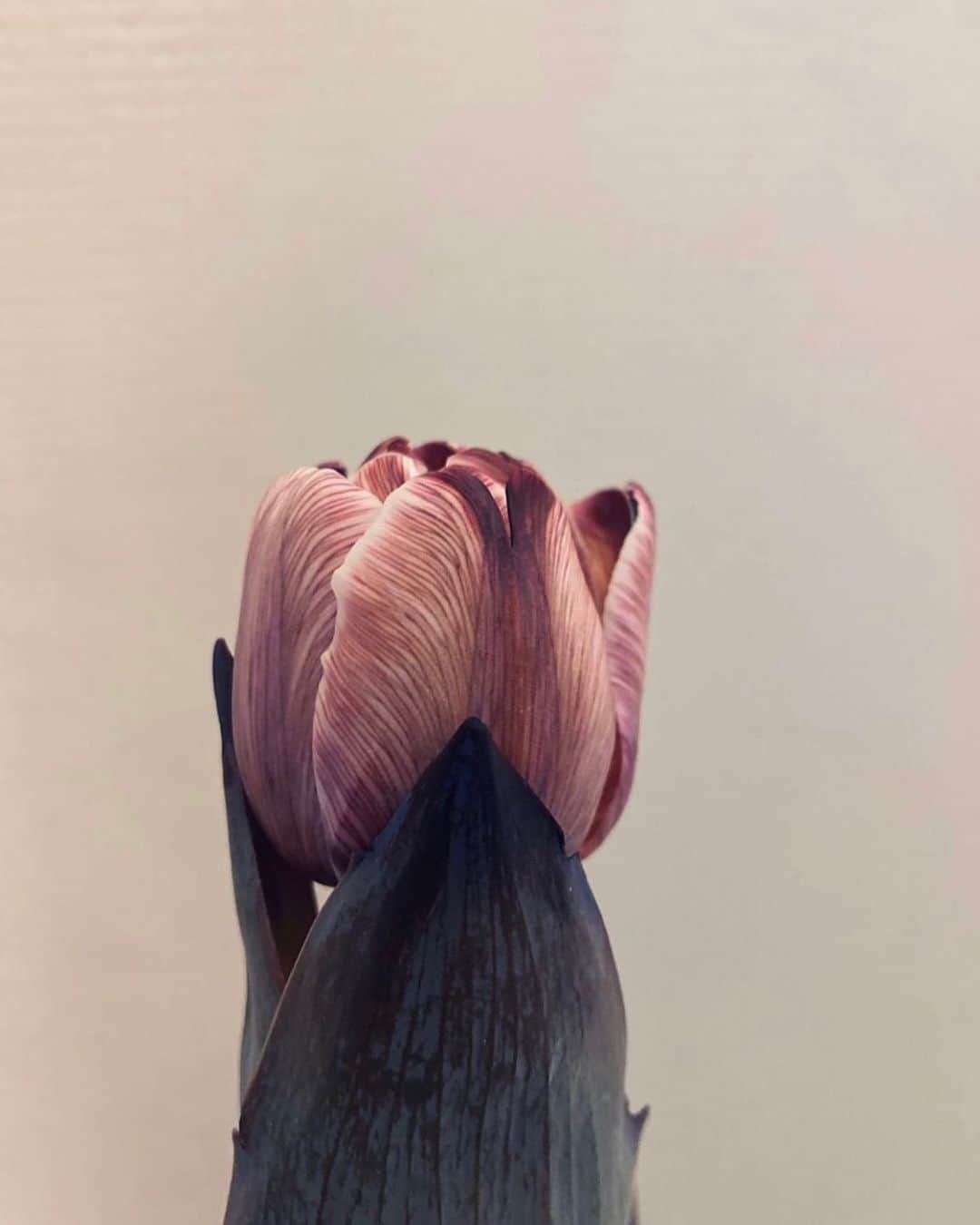 MARLMARL（マールマール）のグルメインスタ