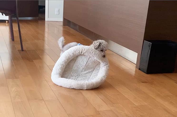 大日方久美子さんのインスタグラム写真 - (大日方久美子Instagram)「・ 起きてきたなぁ。 と思ったら自分のベッドをリビングに戻してた。 ・ 寝る時はベッドルームに運ぶんだって。 ・ 可愛すぎて可愛いすぎて2枚目の動画、無限ループ😩❤️ ・ ・ #芦屋の恭子 の愛犬 #芦屋のぷーちゃん #犬は家族 #トイプードル」2月5日 8時09分 - kumi511976