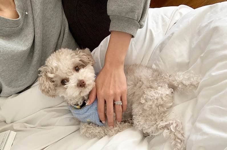 大日方久美子さんのインスタグラム写真 - (大日方久美子Instagram)「・ 起きてきたなぁ。 と思ったら自分のベッドをリビングに戻してた。 ・ 寝る時はベッドルームに運ぶんだって。 ・ 可愛すぎて可愛いすぎて2枚目の動画、無限ループ😩❤️ ・ ・ #芦屋の恭子 の愛犬 #芦屋のぷーちゃん #犬は家族 #トイプードル」2月5日 8時09分 - kumi511976