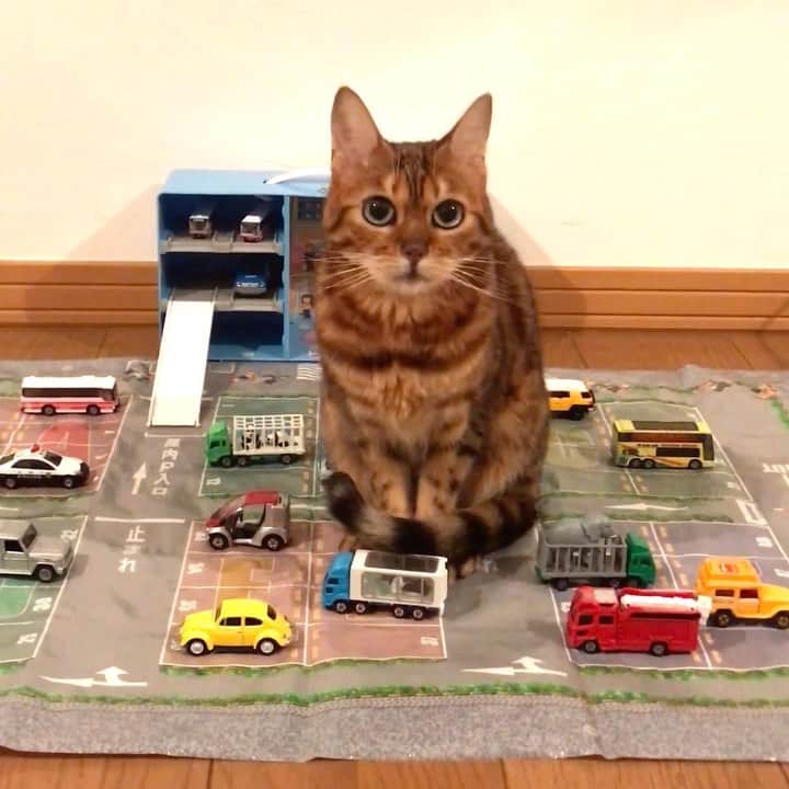 なつこのインスタグラム：「弟くんのミニカータウンでくつろぐ巨大なつこさん🚗😹🚐 ・  #なつこ #なっちゃん #なつこさん  #ペコねこ部 #みんねこ #nekoclub #ねこら部 #picneko #猫と暮らす #猫のいる暮らし #instacat #catstagram #catlife #catlover #catoftheday #ilovecat #topcatphoto #catsofinstagram #bestmeow #ねこ部 #ふわもこ部 #にゃんだふるらいふ #にゃんすたぐらむ #ねこすたぐらむ #猫動画 #catvideo #catmovie #トミカ #ミニカー」