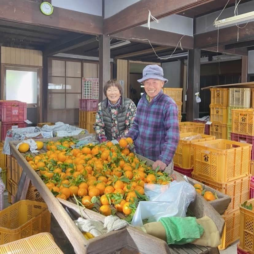 甲斐みのりさんのインスタグラム写真 - (甲斐みのりInstagram)「2/22（土）～22/24（月） 和歌山県田辺市で3日間連続、計3コースのツアーを開催いたします。「田辺に息づく暮らし」をテーマに企画を行う「tiku」と、甲斐みのりによる企画。 2日目のBコースは、1日たっぷりみかん尽くし。紀州原農園でのみかん収穫体験、心底贅沢で楽しいです。 THE CUEのみかんBARも濃厚でおいしい体験ができます。 【Bコース】みかん収穫体験とみかんBAR  第1部　原さんの畑でみかん収穫体験 第2部　THE CUEでみかんBAR  田辺は梅とともにみかんの栽培も盛んな地域。特に1月～2月は「晩柑類」と呼ばれる晩生のみかんの最盛期。  上秋津の原農園さんでみかんについてさまざまなお話を聞きながら、色とりどりのみかんを自分の手で収穫してみましょう。  第1部は秋津野ガルテンでランチ後、原農園さんでの収穫体験。第2部は田辺駅前のカフェバー「THE CUE」に場所を移し、おいしいお料理と色んなお酒としぼりたてみかん果汁のカクテルを楽しみます。 ✳︎ノンアルコールもご用意できます ✳︎写真のお料理・お酒はイメージです。当日ご用意するものとは異なります。  開催日時　2月23日（日） ・第1部 午前10時30分 （15時30分ごろ田辺駅に帰着予定） ・第2部　18時30分から21時予定  定員　15名 参加費　8,000円（往復バス・ランチとお土産・夜の飲食費・旅行保険付き） 集合場所　第1部　JR紀伊田辺駅ロータリー内　弁慶像前 　第2部　THE CUEに直接お越しください ＊第1部・第2部それぞれ単体でのお申込みもできます。 第1部のみ　3,500円（往復バス・ランチとお土産・旅行保険付き） 第2部のみ　5,500円（THE CUEでの飲食費）  対象年齢　第一部　小学生以上（小学生は料金500円引き） 　第二部　20歳以上  お申込みメールアドレス　 tanabegirlstrip@gmail.com  記入必要事項　1.申し込みたいコース（A/B/Cのいずれか・複数可【Bコース　第1部or第2部のみの場合はその旨記載】） 2.お名前 3.ご年齢 4.ご住所 5.お電話番号  以上を記載の上、上記のアドレスにお申込みください。 ✳︎いずれのコースも先着順となります。 ✳︎グループでお申込みの場合、代表の方が取りまとめ、全員分のお名前、ご年齢 、ご住所、お電話番号をお書き添えください。  #暮らすように旅する田辺　 #朝昼夕夜田辺めぐり #紀州原農園 #thecue」2月5日 9時34分 - minori_loule