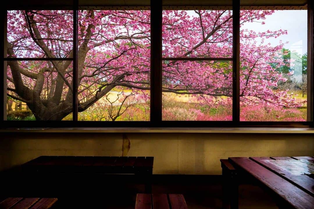 鹿児島よかもん再発見のインスタグラム：「吉野公園の河津桜(^-^)/ 季節ものなので早めに投稿しました。R2/2/4撮影  今年は例年よりも河津桜に集まったウグイスの数も多いようですよ  梅はもう少しというところですが、是非とも訪ねてみてください(*´∀｀) ※ランチ、グルメ投稿は @kagoshimayokamon.gourmet  に移行していますm(__)m  #鹿児島 #鹿児島観光 #吉野公園 #河津桜 #桜 #春 #spring #kagoshima #kagoshimaphotograph  #どんどん鹿児島」