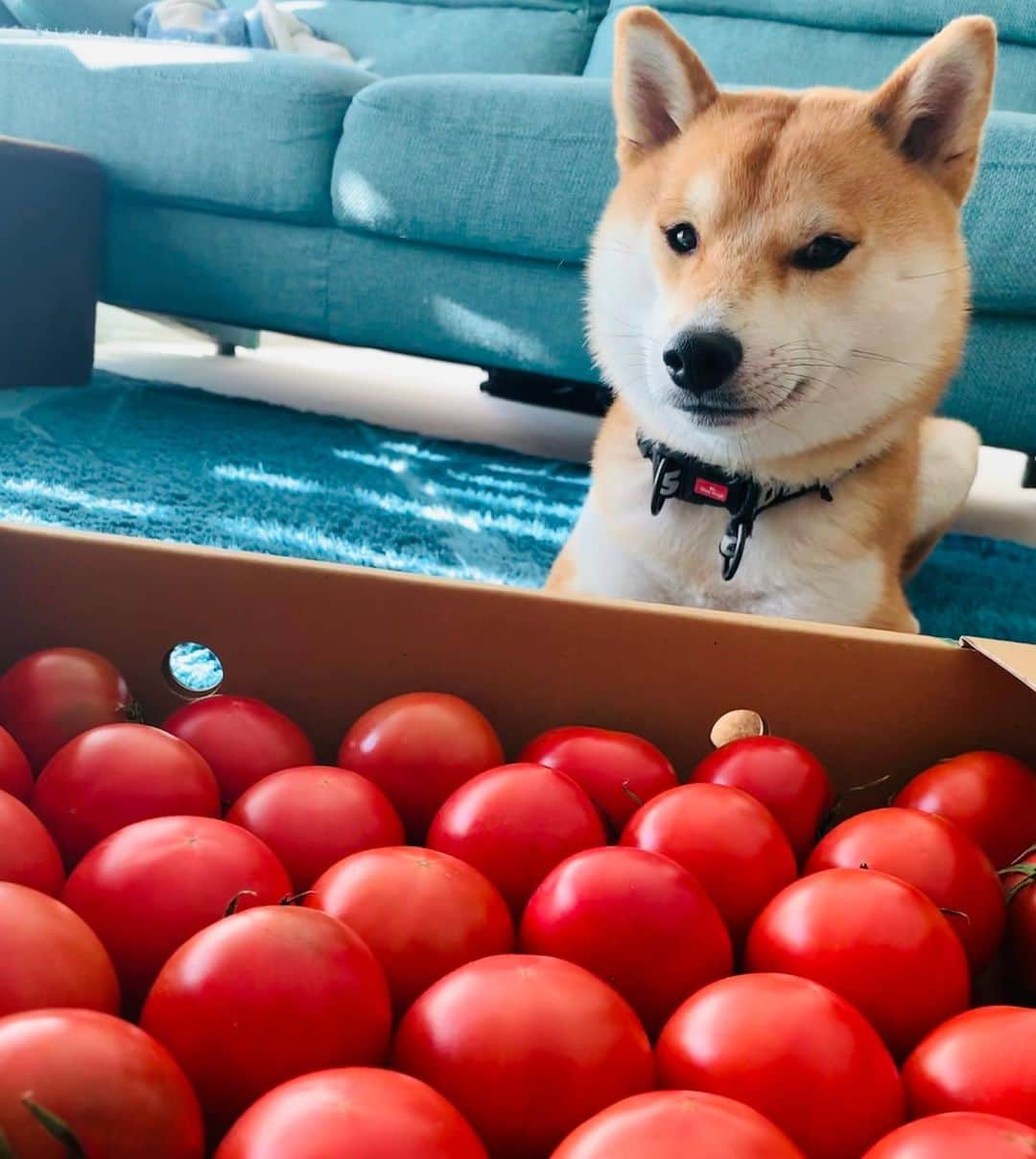 大山加奈さんのインスタグラム写真 - (大山加奈Instagram)「. . 今年もこの季節がやってきたー🍅💓 . わーい😆🙌 . 大好きな塩トマト🍅 熊本の義父母が送ってくれるのです😊 . . いただきまーす🙏💕 . . #塩トマト #熊本産 #八代特産  #だいず #だいず🐕💓 #豆柴 #豆柴部  #柴犬 #しばいぬ  #犬のいる暮らし#🐶 #🐕#いぬすたぐらむ #ワンスタグラム #しばすたぐらむ #mameshiba#shibainu#shibastagram #柴犬好きさんと繋がりたい #柴犬のいる暮らし #柴犬ライフ」2月5日 10時14分 - kanaoyama0619