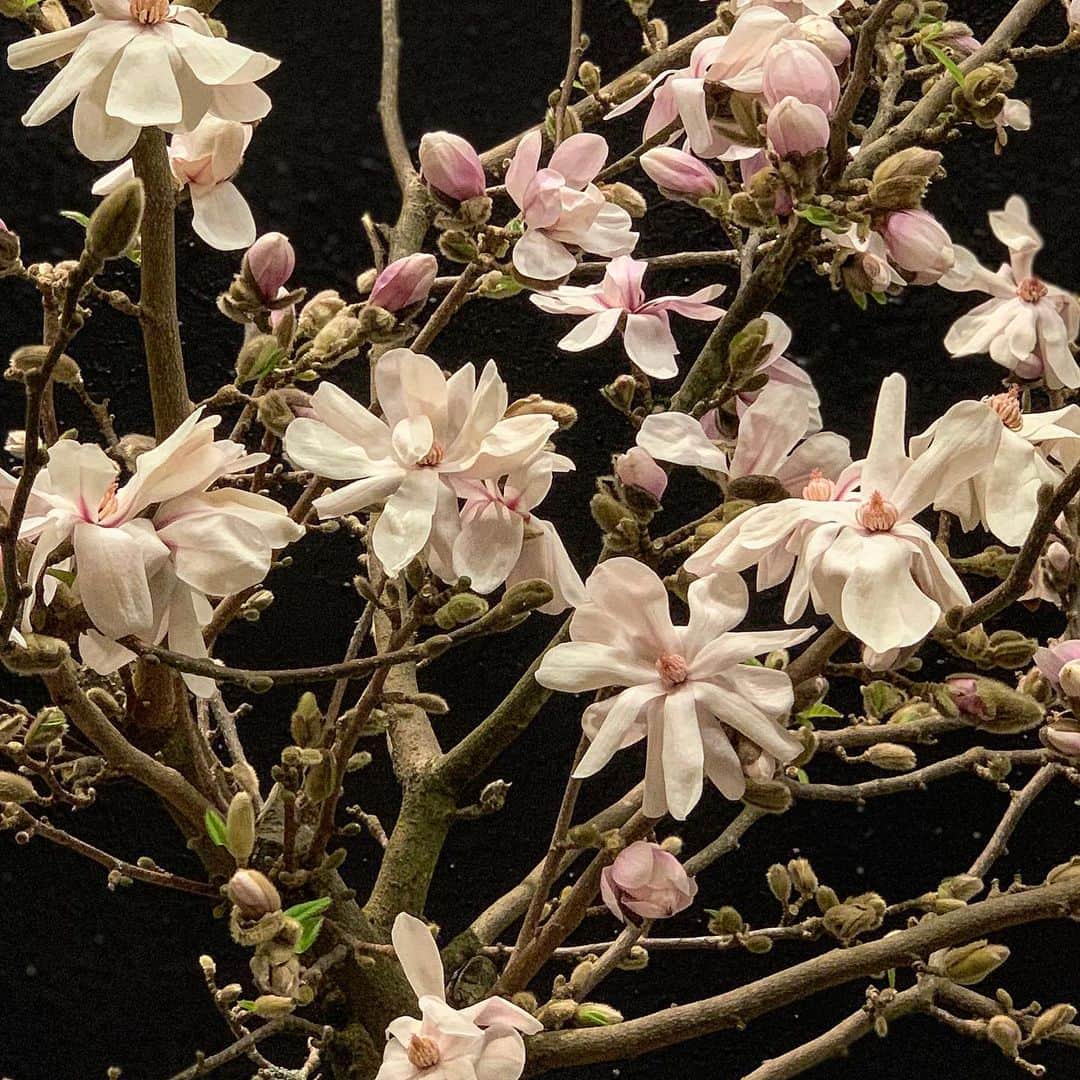 ニコライ・バーグマン・フラワーズ＆デザインさんのインスタグラム写真 - (ニコライ・バーグマン・フラワーズ＆デザインInstagram)「Amazing magnolia branches at our Los Angeles Flagship Store, come see! #nicolaibergmann #nicolaibergmannlosangeles #ニコライバーグマン」2月5日 10時28分 - nicolaibergmann