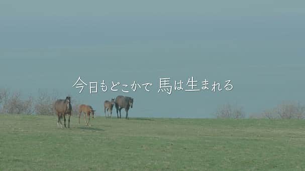 UPLINK film distributionさんのインスタグラム写真 - (UPLINK film distributionInstagram)「『#今日もどこかで馬は生まれる』#アップリンク渋谷 にて、2月21日（金）～3月5日（木）上映🌿🌿🌿 ・・・ 競走馬を引退したサラブレッド（引退馬）の多くが若くして命を終えている。馬に関わり、馬とともに生きる人々と、人と馬の、これからを考える映画 ・・・ 監督：#平林健一」2月5日 10時46分 - uplink_film