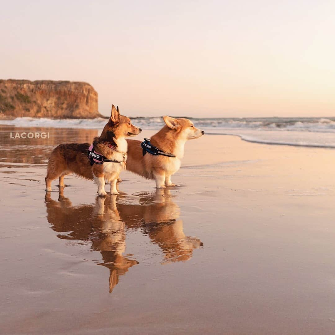 Geordi La Corgiさんのインスタグラム写真 - (Geordi La CorgiInstagram)「Our engagement photo session @thecorgikono 💍💛」2月5日 11時31分 - lacorgi