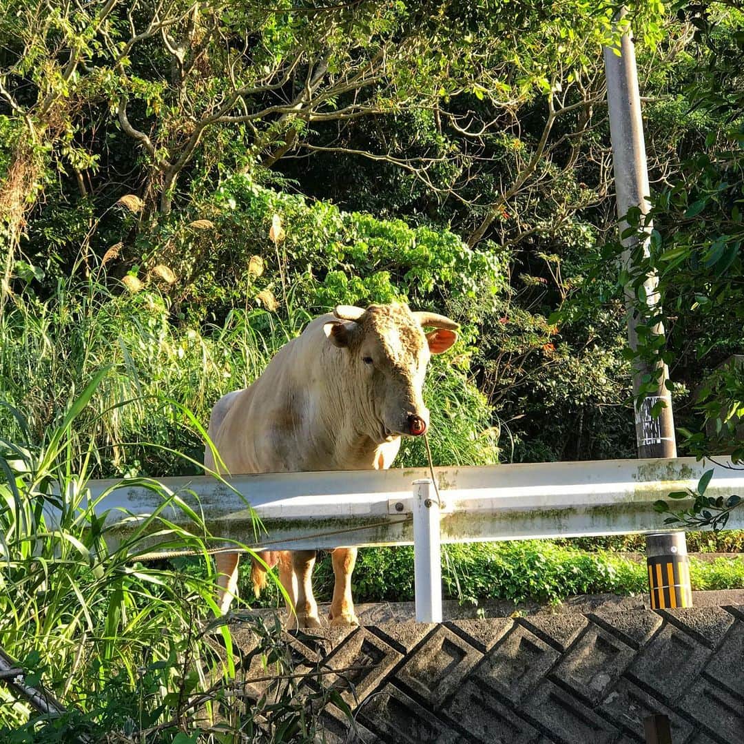 藤代冥砂さんのインスタグラム写真 - (藤代冥砂Instagram)「散歩中に闘牛くんに出くわす。 そんな村に住んで8年。 牛舎を見学させていただき、1000キロの巨体に驚く。三代目飼育者の話を聞く。目が優しいおじさん。動物愛護的にはいろいろあるけど、おじさんの目の優しさに、心打たれてしまったよ。ふう。  #闘牛  #村暮らし　#村　#沖縄　#琉球」2月5日 11時43分 - meisafujishiro