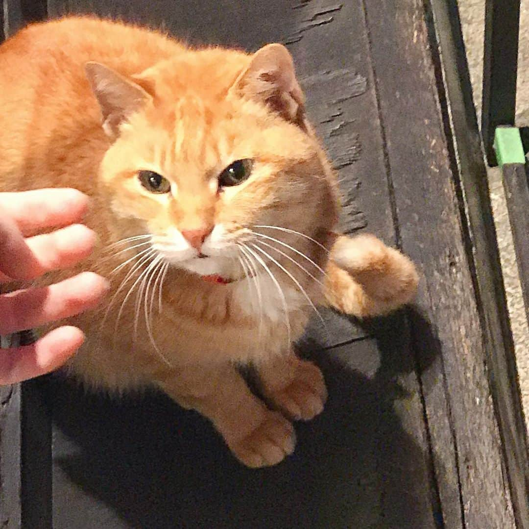 前野えまさんのインスタグラム写真 - (前野えまInstagram)「ばったり出会った猫ちゃんは優しい顔をしていました🐈  #道端の猫 #猫大好き #猫好きさんと繋がりたい #猫部 #ねこすたぐらむ  #空 #空が好き  #前野えま  #cat #catstagram #catlover #sky #photography #photo_jpn  #follow #followme #instafollow #instagood #tagsforlikes #tflers #tagsforlikesapp #idol #actor #actress」2月5日 21時25分 - maeno_ema