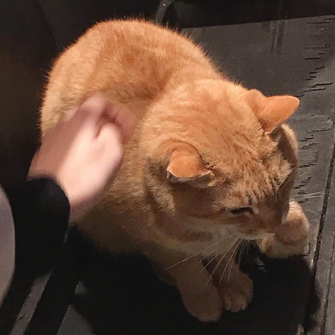 前野えまさんのインスタグラム写真 - (前野えまInstagram)「ばったり出会った猫ちゃんは優しい顔をしていました🐈  #道端の猫 #猫大好き #猫好きさんと繋がりたい #猫部 #ねこすたぐらむ  #空 #空が好き  #前野えま  #cat #catstagram #catlover #sky #photography #photo_jpn  #follow #followme #instafollow #instagood #tagsforlikes #tflers #tagsforlikesapp #idol #actor #actress」2月5日 21時25分 - maeno_ema