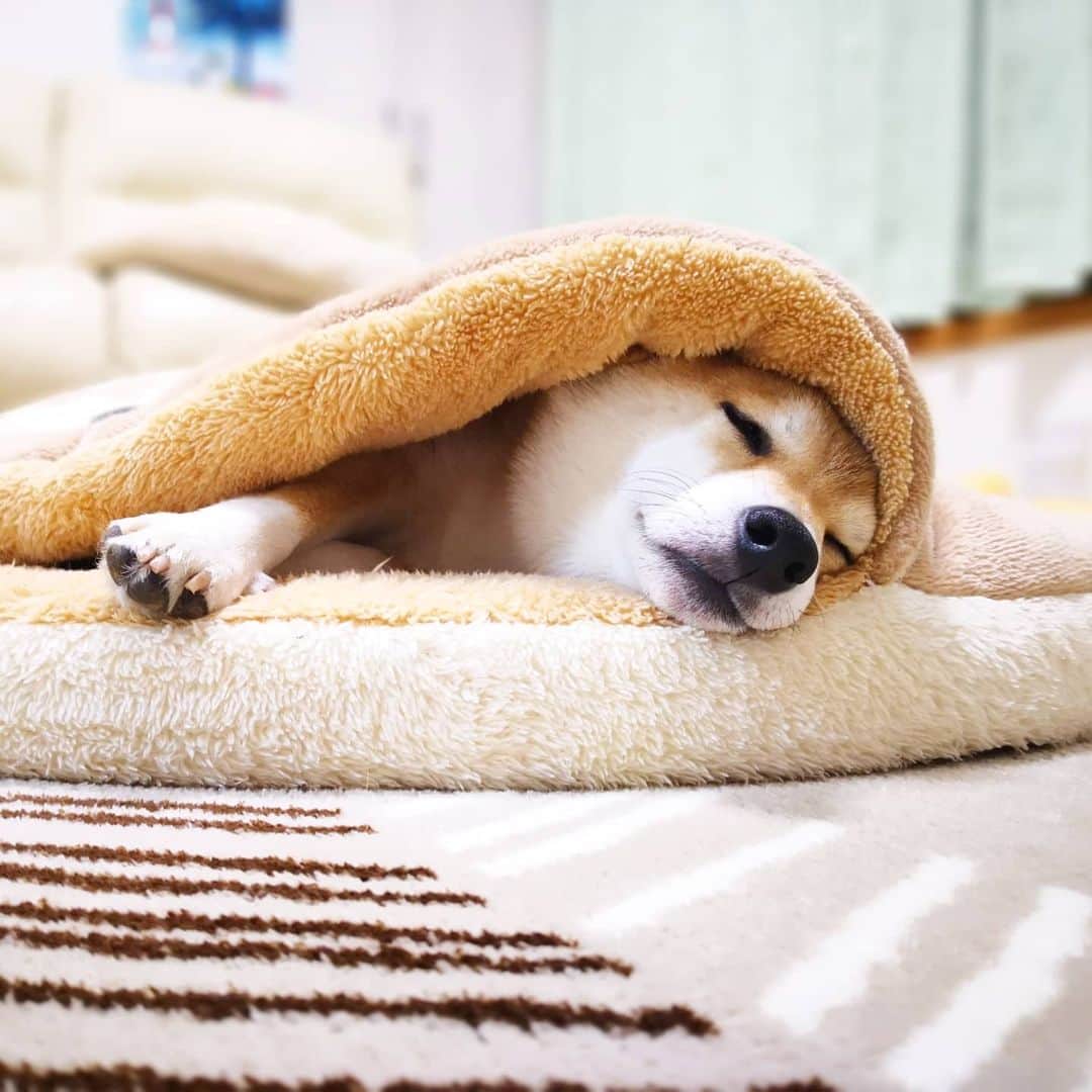 ちゃみさんのインスタグラム写真 - (ちゃみInstagram)「. ☺💤 寒くなってきました～💦 暖かくして寝ましょー😊 . 去年はしまドラでよく寝てたチャーミー🐶 今年はニトリのベッドが大活躍😆 . #柴犬#しばいぬ#犬#pecoいぬ部#いぬのきもち#shiba#shibainu#dog#adorable」2月5日 21時43分 - shiba_charmy