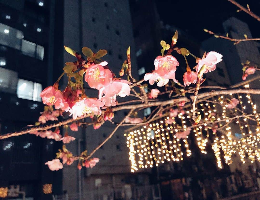 下村実生さんのインスタグラム写真 - (下村実生Instagram)「桜咲いててびっくりした いつもこのくらいだっけ？🤔」2月5日 21時47分 - miki_shimomura_