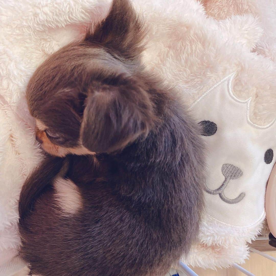 のインスタグラム：「My baby angel😇 このスヤスヤ寝る姿がなんとも愛おしい…🙈 大好きなアルパカ毛布の上で🦙☁️ #チワワ二ヶ月 #チワワパピー #ちわすたぐらむ #チワワ部 #チワワ大好き #ロングコートチワワ #いぬのきもち #chihuahuasofinstagram #dogstagram #instadog #いぬのいる暮らし」