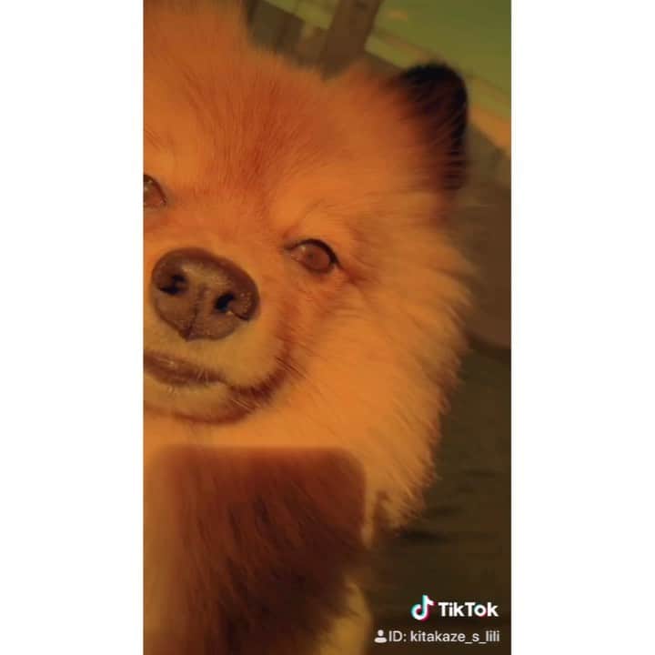KITAKAZE & LILIのインスタグラム：「音あり♪正直、リリが小さい頃にカッコいい躾を目指しすぎて、声だけでなく手をつけないと従わない犬になってしまいました😗笑　これから育てる皆さんは気をつけてくださいw  #リリスタグラム#lilistagram#ポメラニアン #ポメラニアンが世界一可愛い #ポメラニアン部 #ポメ #ポメスタグラム #犬 #犬バカ部 #いぬ部 #いぬら部 #いぬバカ部 #いぬのきもち #いぬぐみ #いぬすたぐらむ #ふわもこ部#ティックトック #pomeranian #pomeranians #pomeranianlove #pomeraniansofinstagram #pom #dog #dogstagram #doglover #doglife#tiktok#tiktoker」