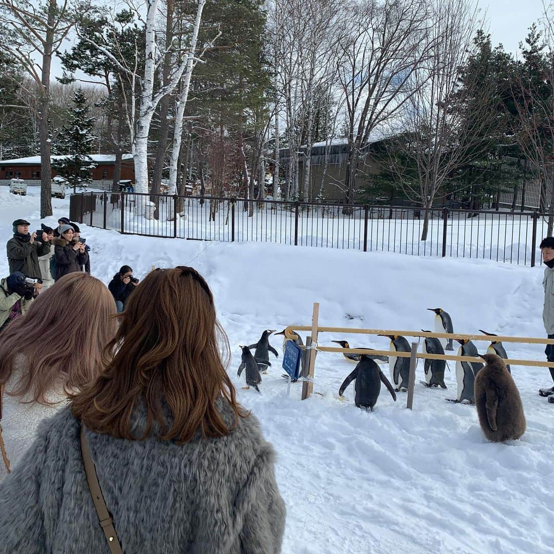 タビフク。さんのインスタグラム写真 - (タビフク。Instagram)「旭山動物園　積雪のこの時期だけのペンギンの散歩　 #tabifuku #bstbs #タビフク　#ペンギン　#japan #女子旅」2月5日 22時19分 - tabifuku_tbs