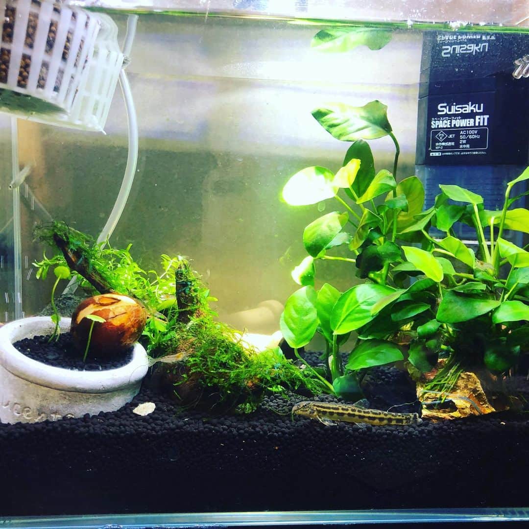 のインスタグラム：「水槽の掃除をして生体の引越し完了💕 足し水だけで水換えしない方式で基本放置なので、掃除をすることで生態系が崩れてしまうかもしれないと思うと、なかなか掃除が出来ませんでした💦 このADAの水槽にはアベニーパファーが住んでいたので、シマドジョウはソイルに潜ってましたが、地面に出てきてくれました😊✨ ミナヌマエビとヤマトヌマエビも、アベニーパファー が来てからはメイソンジャーの1リットルボトルに隔離して狭い思いをさせてたけど、やっと広々と生活できるようになりました😅 アベニーパファー は縄張り争いで3匹いたのが1匹になっちゃったので、20センチ水槽に引越ししました✨  アボカドの種ががたくさんあるのでエビたちのオモチャに入れてみました🦐 水中で発芽発根できたらいいんだけど😅  #水槽 #アクアリウム #アボカド #アボカド水中化 #aquarium #aquariumlife #avocado #avocadounderwater」