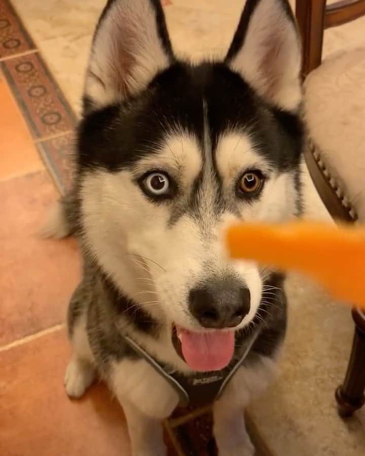 husky and malamuteのインスタグラム：「He likes carrots best.🥕😆 follow @alaskandaily （Twitter：alaskandaily）for more cute pic and video.😜 ……………………………………………………………… Each video was approved by the original author. But  don't have a Instagram account. We are first one post those video. So watermark credit @alaskandaily ……………………………………………………………… #alaskan#malamute#alaskanmalamute#alaskanhusky#malamutesofinstagram#puppylife#puppylove#puppydog#puppylover#dogdays#malamutepuppy#huskies#huskeypuppy#huskeiesreq#siberian#huskeiesofig#dogslife#dogsofnyc#cutedog#cutedogs#huskeypics#huskeylovers#huskygram#huskeylove#huskiesofinstagram#dogsofnyc#husky#狗」