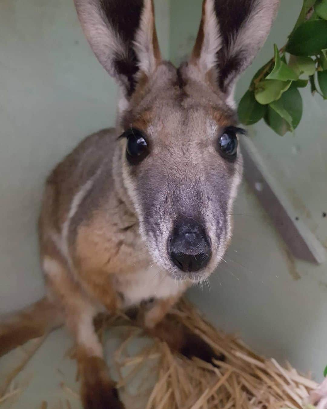 タロンガ動物園さんのインスタグラム写真 - (タロンガ動物園Instagram)「Say hello to the latest guest of our Wildlife Hospital. This adorable yellow-footed rock wallaby arrived at Taronga Zoo last week along with three other wallabies who were rescued from the path of a bushfire in Tidbinbilla Nature Reserve outside of Canberra. The wallabies will remain in care at Taronga until conditions allow for their safe return. #forthewild」2月5日 15時20分 - tarongazoo