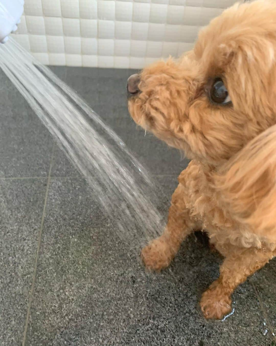 木原万莉子のインスタグラム：「🐶🛁🧴」