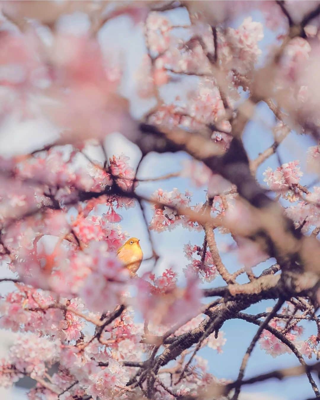aumoさんのインスタグラム写真 - (aumoInstagram)「【#春の訪れ ×#野鳥 】 . 静岡県の「#糸川遊歩道 」にて撮影されたお写真📸 .  満開の#あたみ桜 と#メジロ が春の訪れを感じさせてくれます🌸 . Credit：@aki1976_tomorrowland さん 素敵なお写真をありがとうございます！ . あなたが撮影した素敵な写真に 「#aumo」を付けて教えてください♡ あなたの投稿が明日紹介されるかも♪ . aumoアプリは毎日配信！おでかけや最新グルメなどaumo読者が気になる情報が満載♡ ダウンロードはプロフィールのURLから✔︎ (iPhone&Android版) . . #静岡旅行#静岡#国内旅行#インスタ映え #インスタ探検隊 #女子旅#絶景#旅 #team_jp_ #igersjp #japan_daytime_view #wu_japan  #bestjapanpics #japan_of_insta #art_of_japan_ #ptk_japan #photo_jpn #lovers_nippon #tokyocameraclub #あなたとみたい景色#フォトジェニック#팔로미#좋아요#여행병」2月5日 17時21分 - aumo.jp