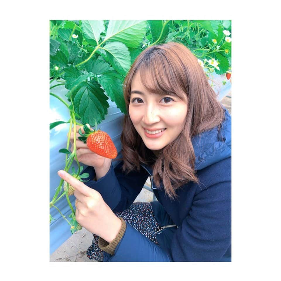 山崎萌絵さんのインスタグラム写真 - (山崎萌絵Instagram)「. ロケで池いちご園のいちご狩りに行ってきました🍓 大きくて、食べるとじゅっと果汁が溢れ出てきます(о´∀`о)お天気がいい日が続くとどんどん甘くなるそう☝️ . 下がコンクリートなのでヒールで行っても大丈夫なんですよ👠ぜひ週末のおでかけに〜♪ . #いちご狩り #池いちご園  #かおりの #今宿 #福岡おでかけ情報  #福岡観光  #アサデスラジオ」2月5日 18時14分 - moeyamasaki.kbc