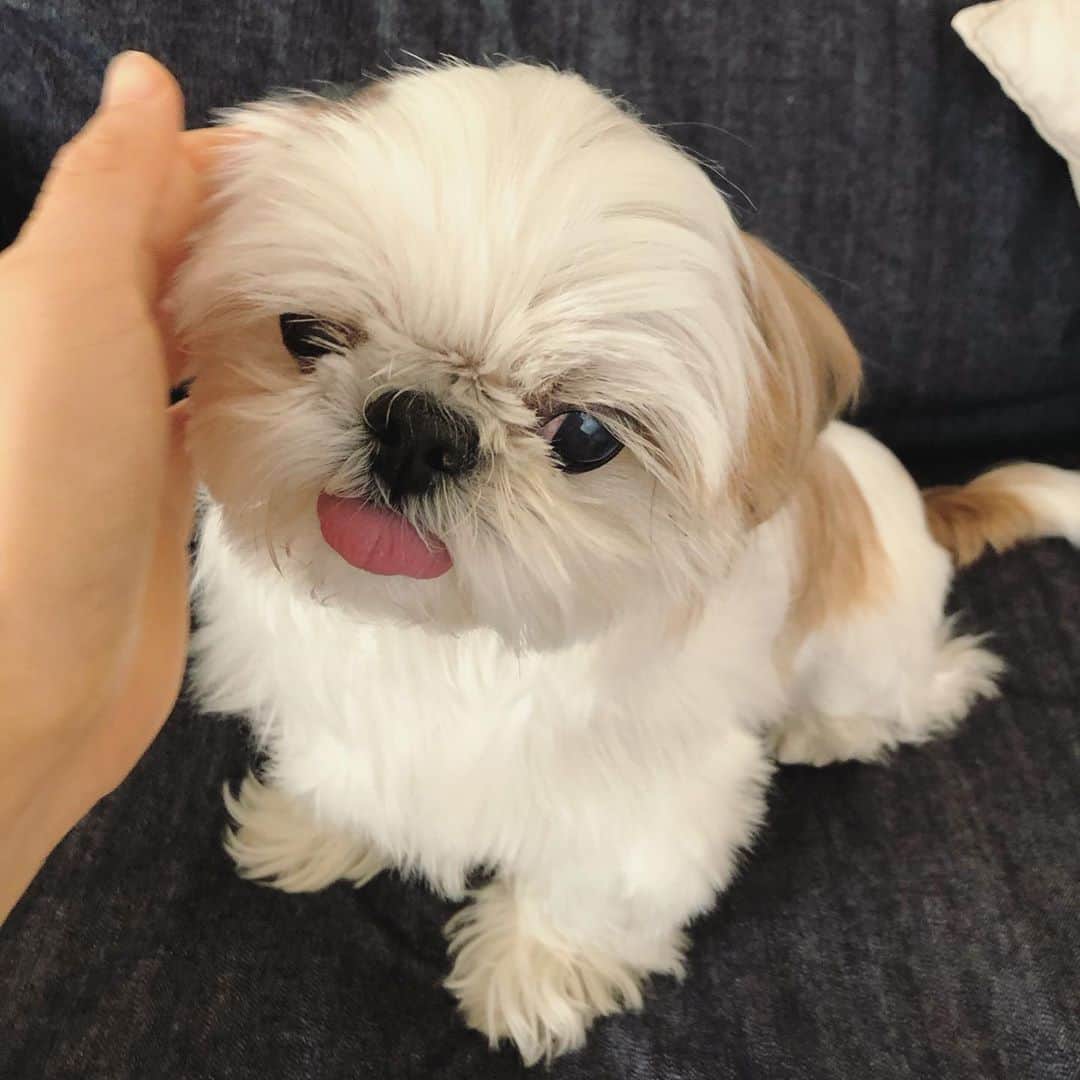 いりこのインスタグラム：「ふわふわをさわさわ〜👂 #shihtzu #chihuahua #mix #dog #instadog #ilovemydog #cute #犬 #いぬ #ふわもこ部 #dogstagram #シーズー #チワワ #雑種犬 #ミックス犬 #いりこ」