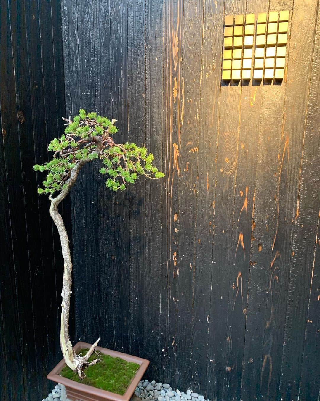 沢瀉美緒のグルメインスタ