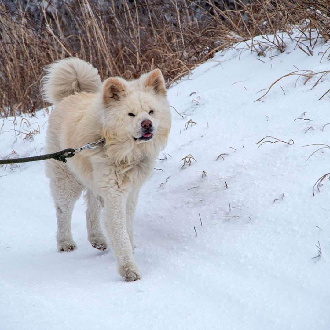 わさおのインスタグラム：「Snowing today. 雪道や こうでなくては 冬散歩  #busakawa #longhair #longcoat #akita #akitainu #dog #wasao #ぶさかわ #長毛 #秋田犬 #わさお」