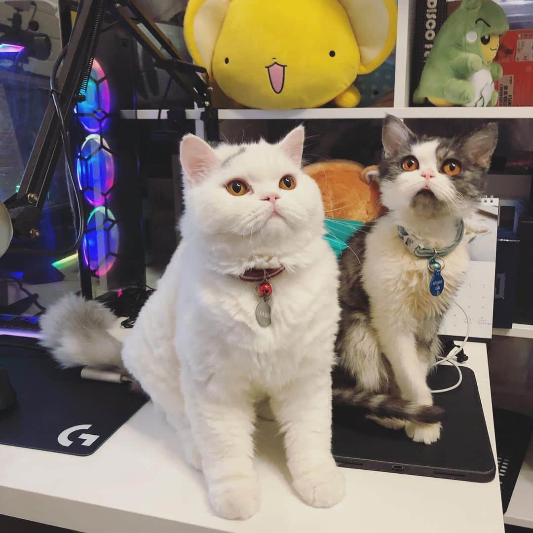 YingTzeさんのインスタグラム写真 - (YingTzeInstagram)「My son , Lancelot and Precious. ❤️ Precious finally doing well again without having to visit the vet few times a week. @babyg2610  _ Just so happy that he starts visiting me during streams eventhough he just want to eat my snack or drink from my cup. 😂 _ #blessed #catsofinstagram #catsmalaysia  #persianmix #scottishfoldmix」2月5日 18時43分 - yingtze