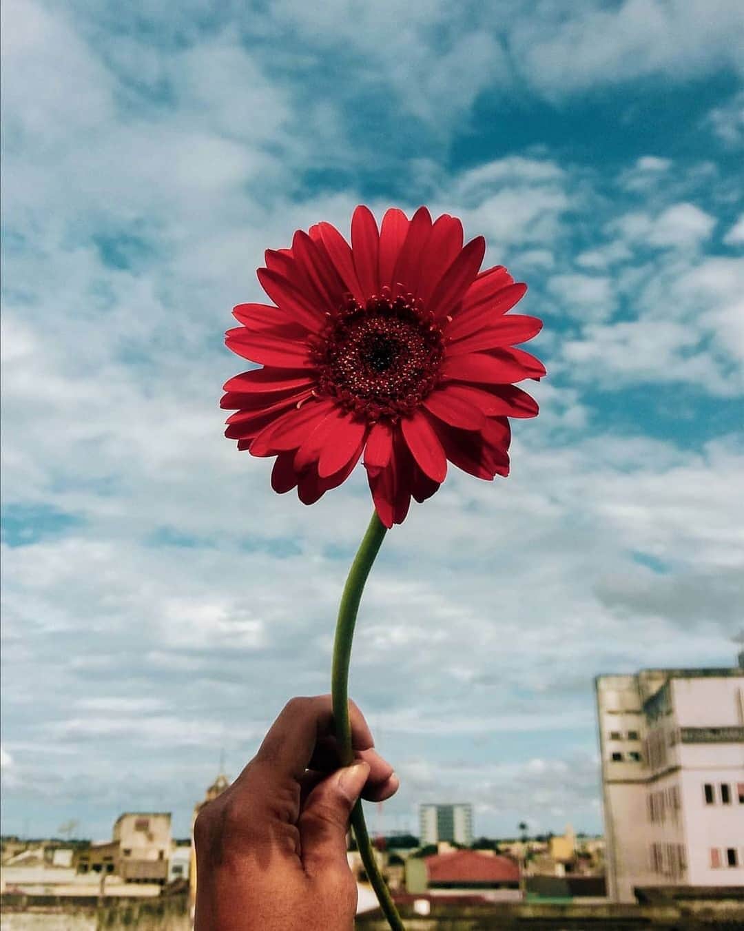 pomeloのインスタグラム：「Pomelo Cover | She likes capturing flowers whether happy or sad. It’s amazing that she chooses dim lighting to make the adorable flower stand out. If you like her photo, tap @pdpachu to view more.  #pomelocamera #pomeloapp #photographer #sunflower #photography #flower #sunshine #sun #bright #light #pomelocam #yellow #coreopsis #cosmos」