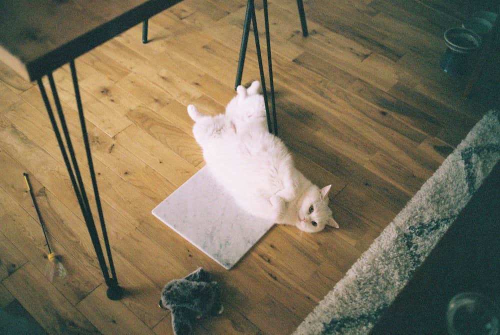 てふさんのインスタグラム写真 - (てふInstagram)「初夏の思い出・・・ #otefucat」2月5日 19時36分 - cat_chouchou