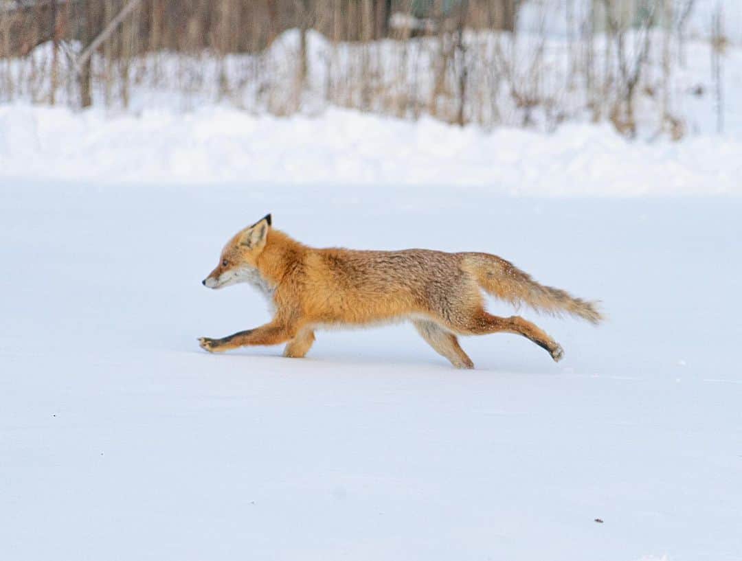 詩歩さんのインスタグラム写真 - (詩歩Instagram)「🦊﻿ ﻿ ﻿ Wild fox in Hokkaido.﻿ 北海道で会ったキツネ﻿ ﻿ 冬毛でふさふさのしっぽがかわいかった〜♡﻿ 動物は本当に癒やしだ〜🥰﻿ ﻿ ﻿ 今回の北海道の旅では、そんな野生動物を写真に撮る難しさをつくづくと感じました…1枚目ピントずれてるけど、お気に入りだからupしちゃう！📸﻿ ﻿ ﻿ 次はモモンガに会いたいな〜🌱﻿ ﻿ ﻿ 📍北海道　﻿ 📍Hokkaido Japan﻿ ﻿ ﻿ ©︎Shiho/詩歩﻿」2月5日 19時46分 - shiho_zekkei