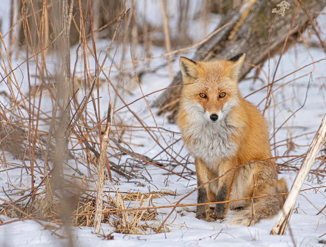 詩歩さんのインスタグラム写真 - (詩歩Instagram)「🦊﻿ ﻿ ﻿ Wild fox in Hokkaido.﻿ 北海道で会ったキツネ﻿ ﻿ 冬毛でふさふさのしっぽがかわいかった〜♡﻿ 動物は本当に癒やしだ〜🥰﻿ ﻿ ﻿ 今回の北海道の旅では、そんな野生動物を写真に撮る難しさをつくづくと感じました…1枚目ピントずれてるけど、お気に入りだからupしちゃう！📸﻿ ﻿ ﻿ 次はモモンガに会いたいな〜🌱﻿ ﻿ ﻿ 📍北海道　﻿ 📍Hokkaido Japan﻿ ﻿ ﻿ ©︎Shiho/詩歩﻿」2月5日 19時46分 - shiho_zekkei