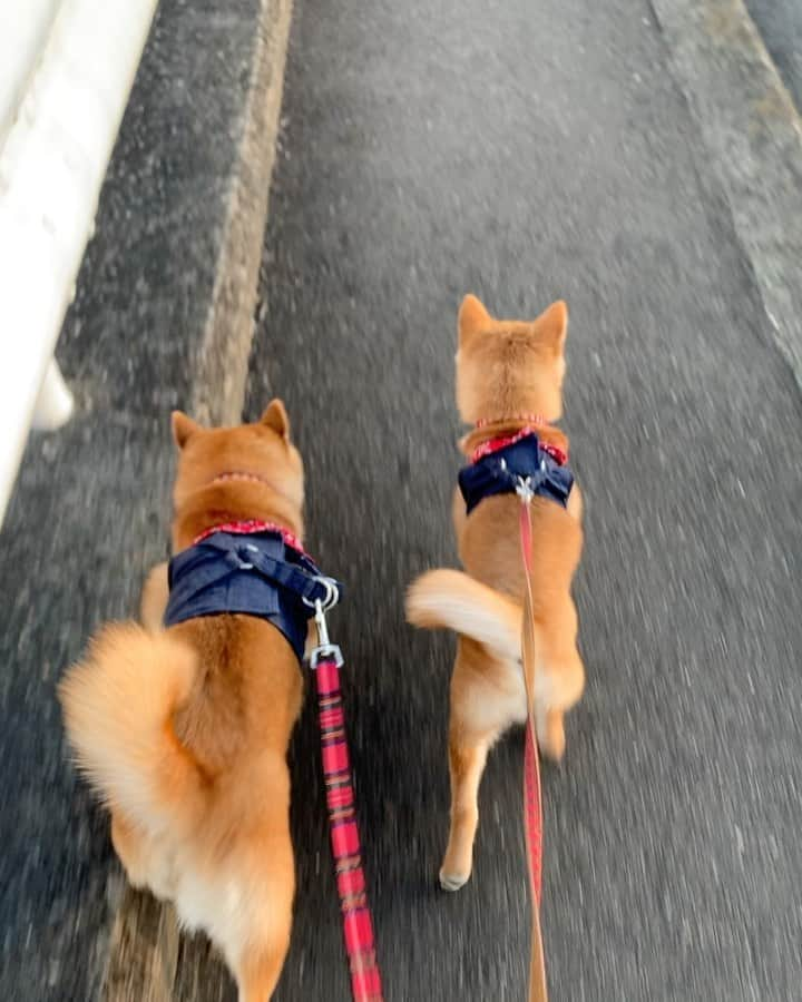 豆柴 サニーちゃんのインスタグラム