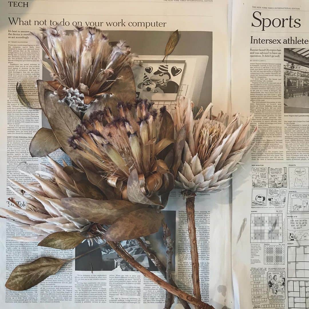 畑野ひろ子さんのインスタグラム写真 - (畑野ひろ子Instagram)「昨年大活躍したキングプロテア＆プロテア。 ドライになってもすごく美しい。  #flower #flowers #dryflower #willgarden」2月5日 19時54分 - hiroko_hatano_