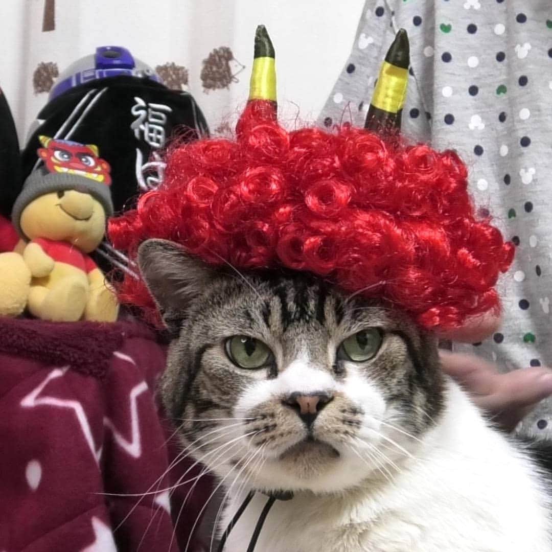ネコのリキのインスタグラム